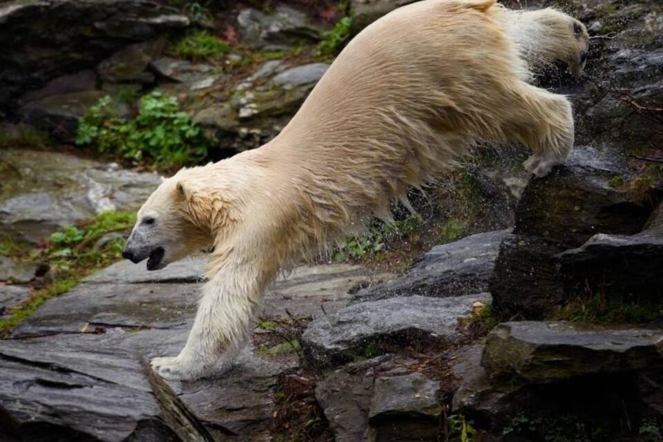 Berliner Eisbär Hertha