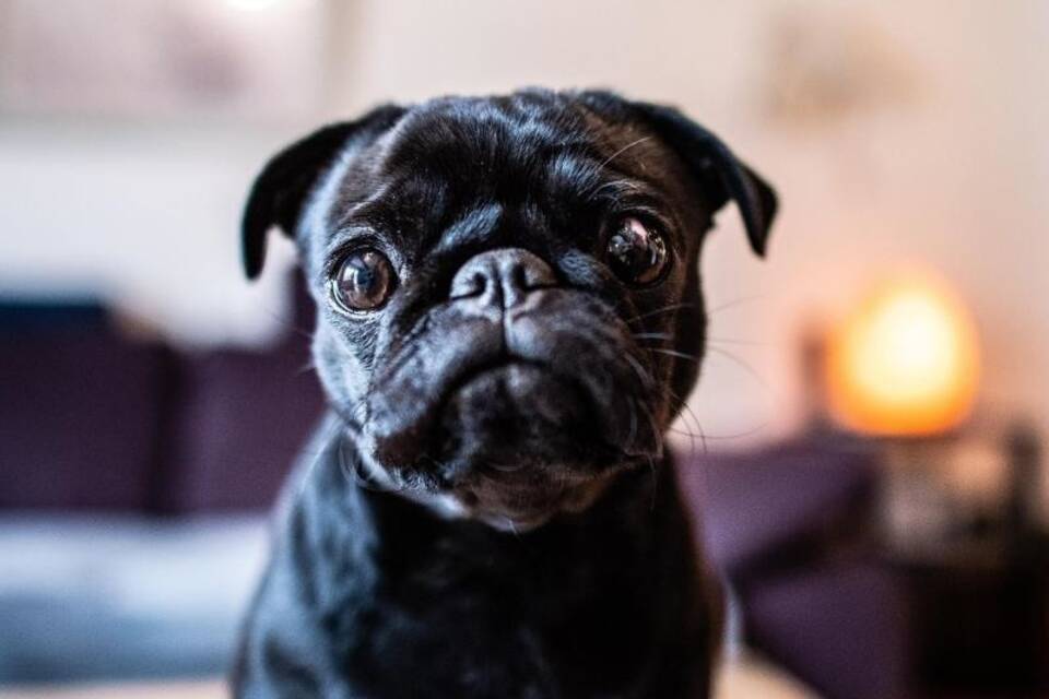 Mops «Edda» Mops «Edda»