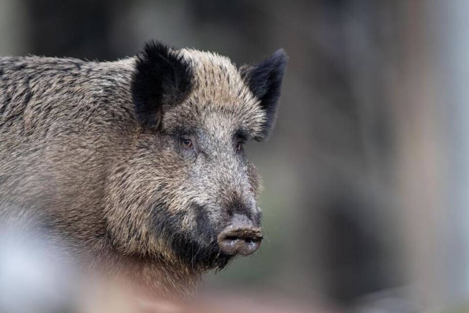 Wildschwein