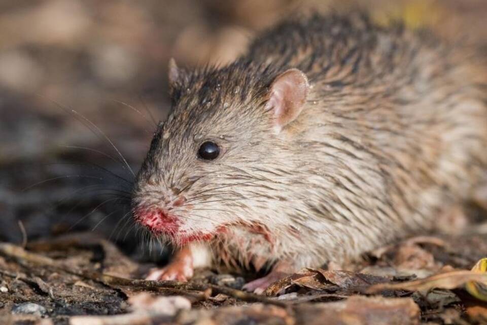 Ratte Ratte