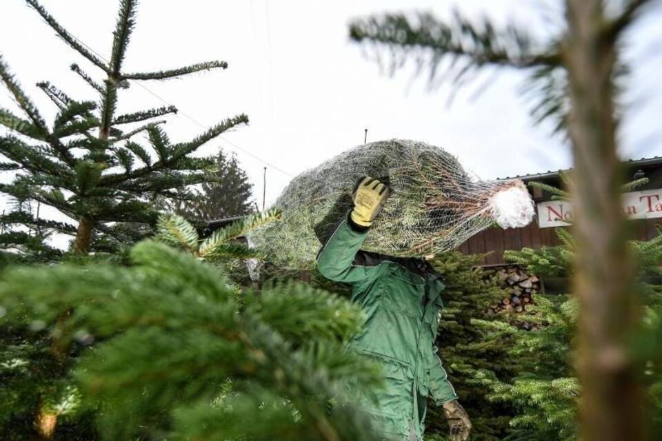 Christbaum-Verkauf Christbaum-Verkauf