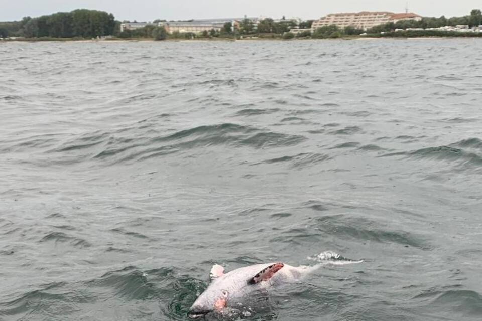 Toter Schweinswal Toter Schweinswal
