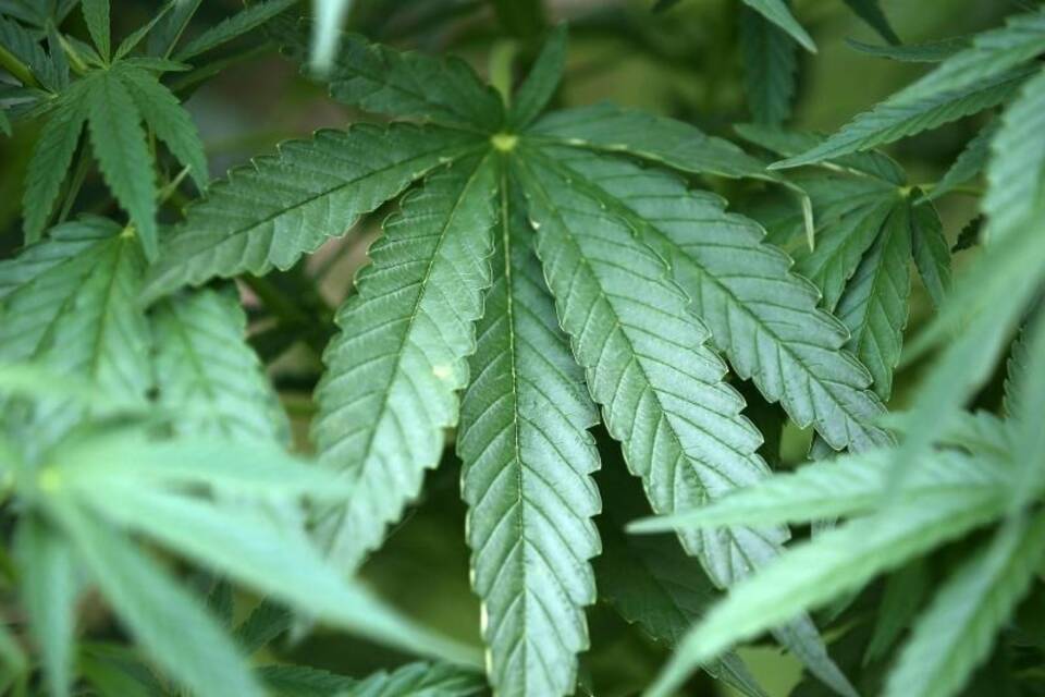 Cannabis-Pflanzen Cannabis-Pflanzen