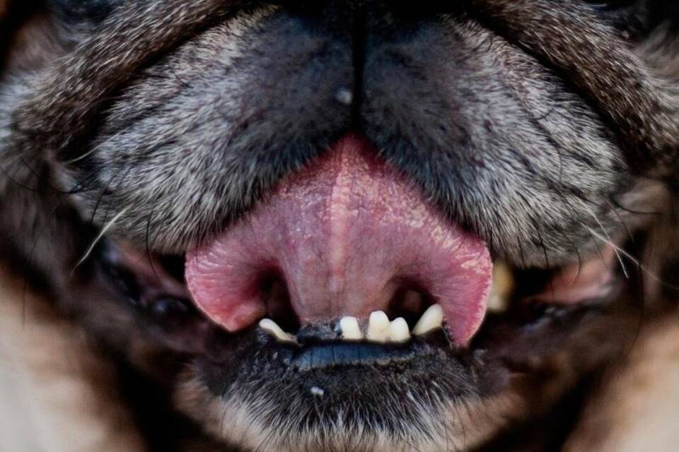 Zunge eines Hundes Zunge eines Hundes