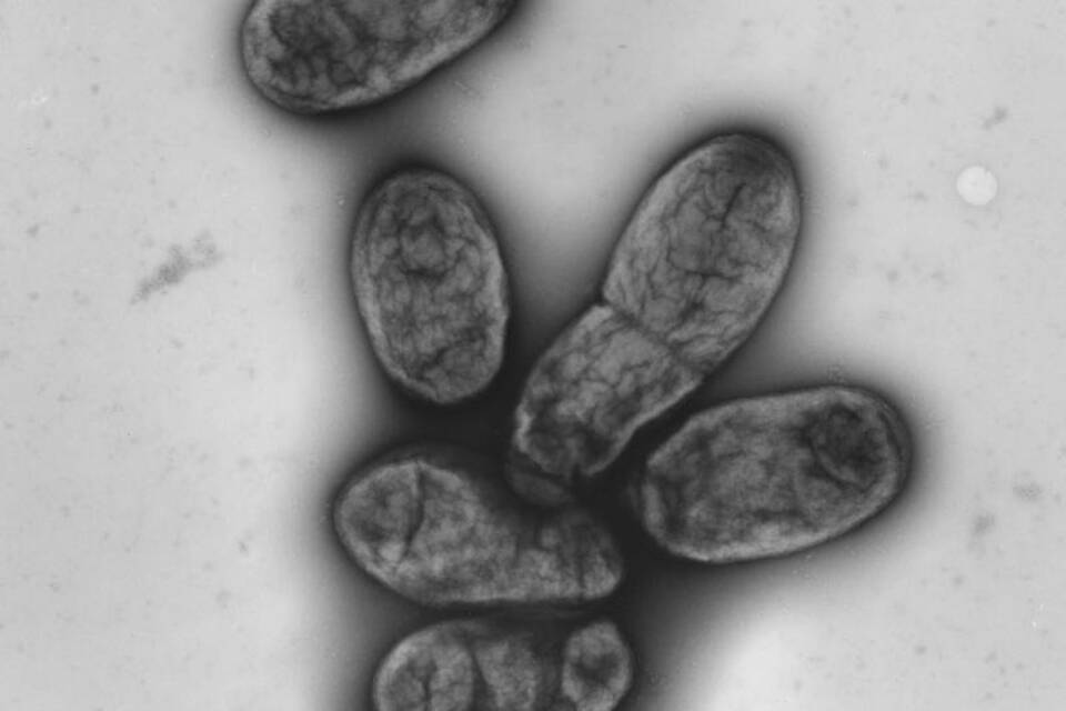 Pestbakterium Pestbakterium