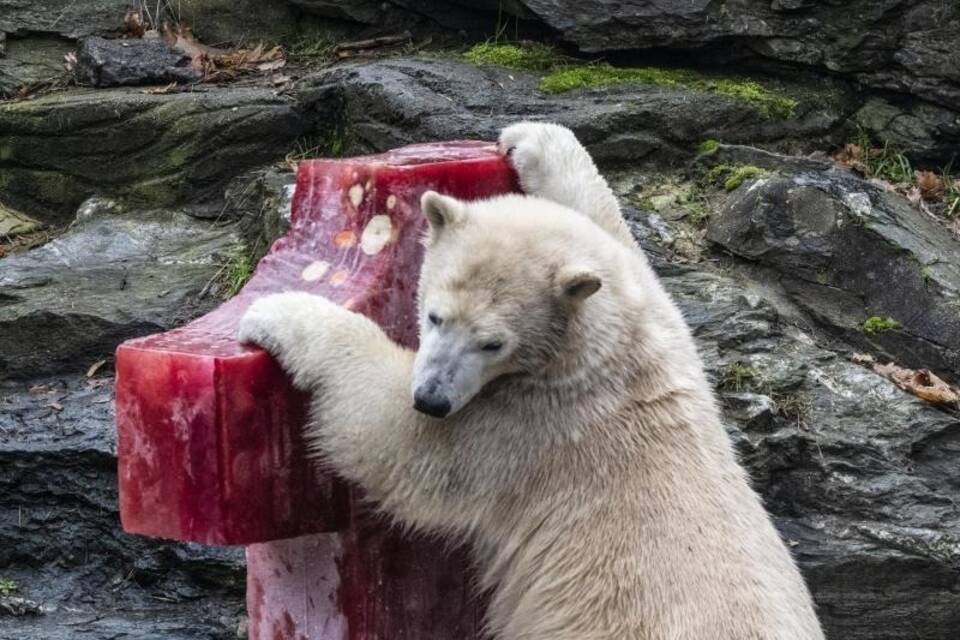 Erster Geburtstag von Eisbärin Hertha im Tierpark Erster Geburtstag von Eisbärin Hertha im Tierpark