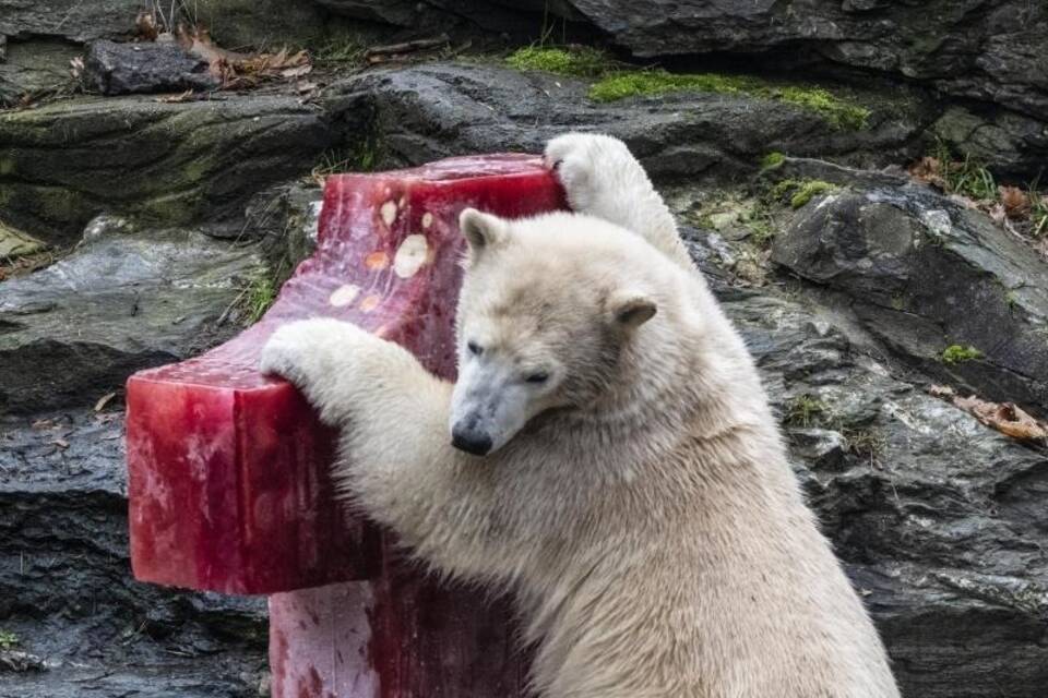 Erster Geburtstag von Eisbärin Hertha im Tierpark