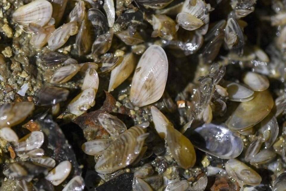 Quagga-Muscheln im Bodensee Quagga-Muscheln im Bodensee