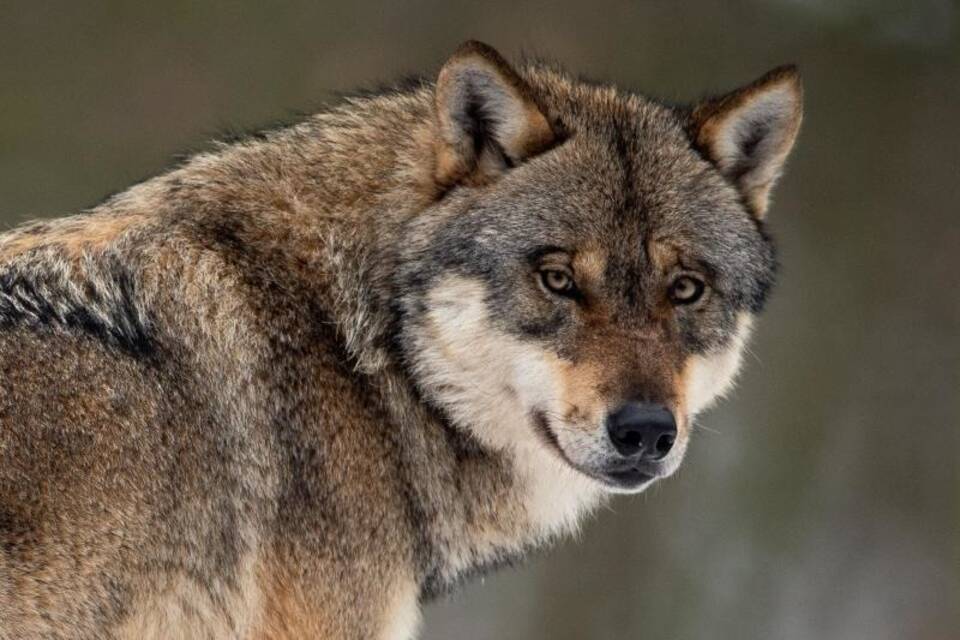Wolf Wolf