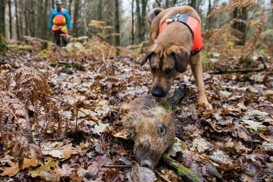 Wildschweinkadaver-Suchhunde