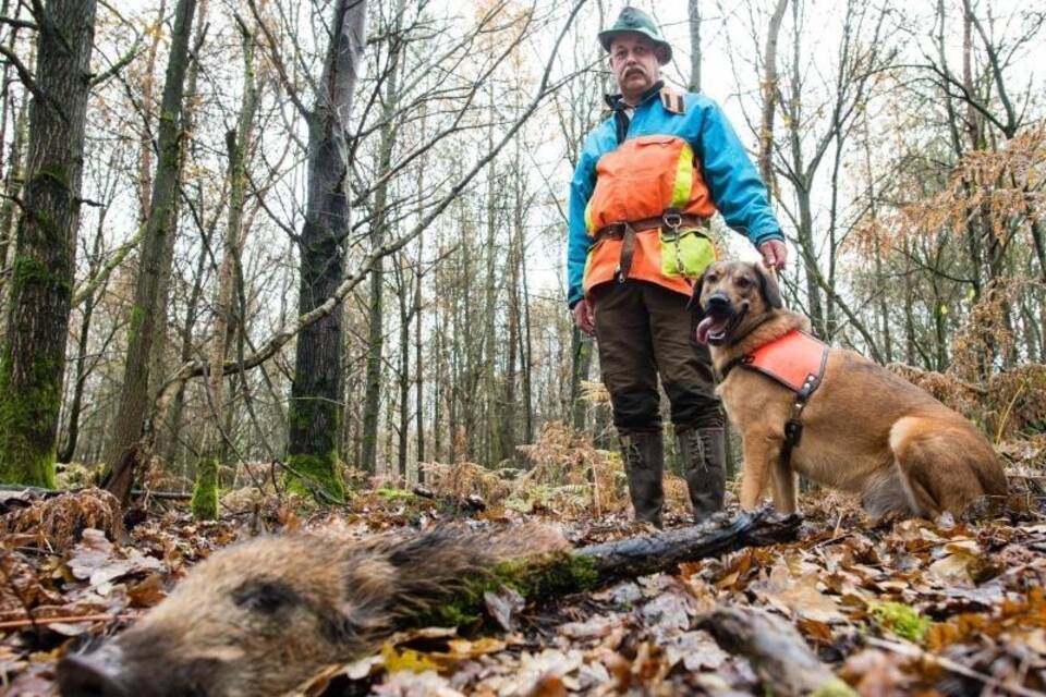 Wildschweinkadaver-Suchhunde Wildschweinkadaver-Suchhunde