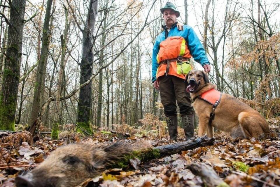 Wildschweinkadaver-Suchhunde