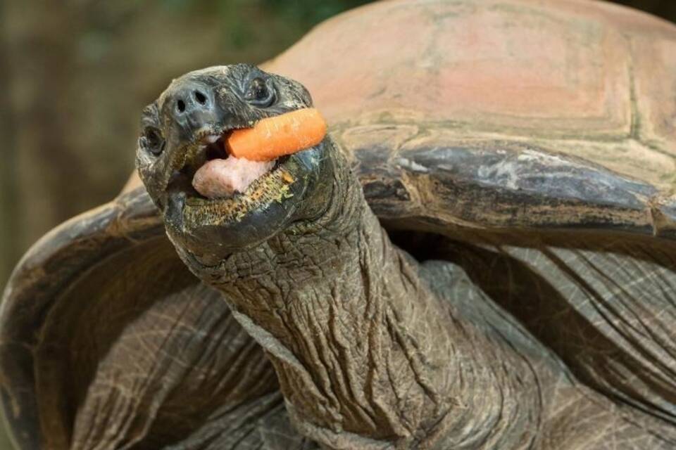 Riesenschildkröte Schurli