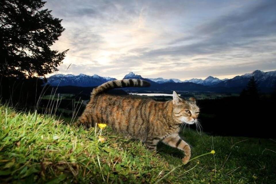 Katze unterwegs Katze unterwegs