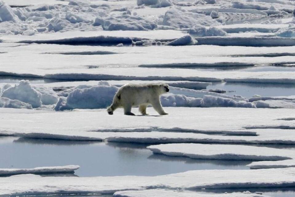 Eisbär Eisbär