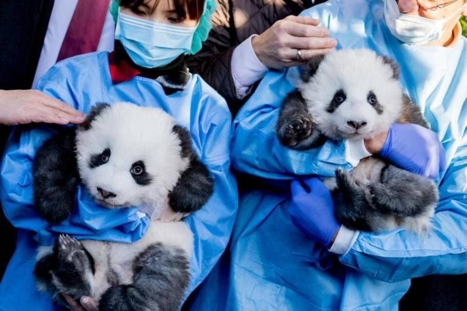 Panda-Zwillinge