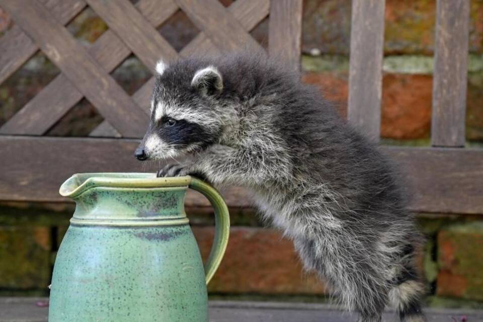 Waschbär auf Erkundungstour Waschbär auf Erkundungstour