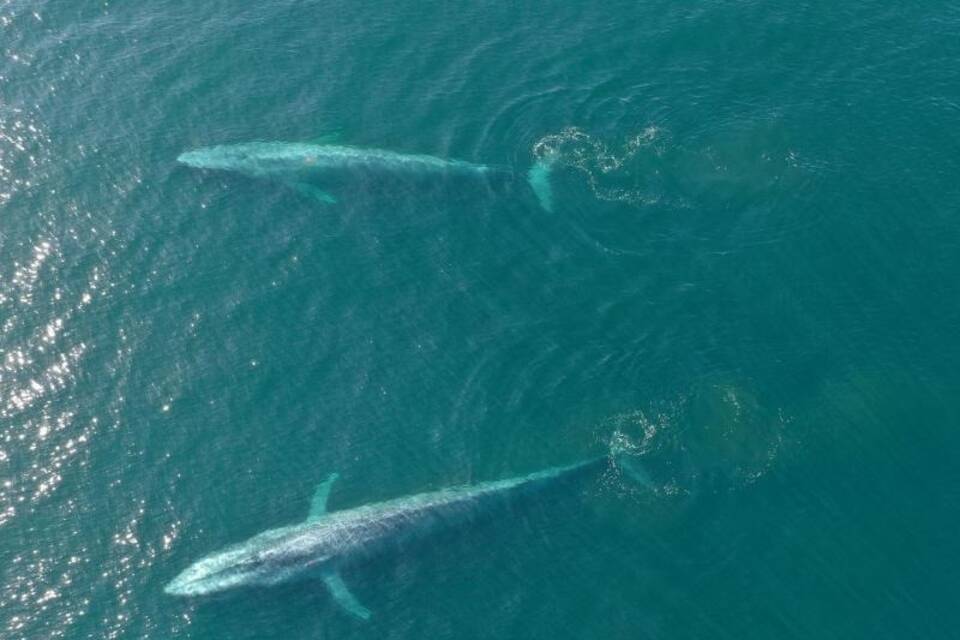Blauwale Blauwale