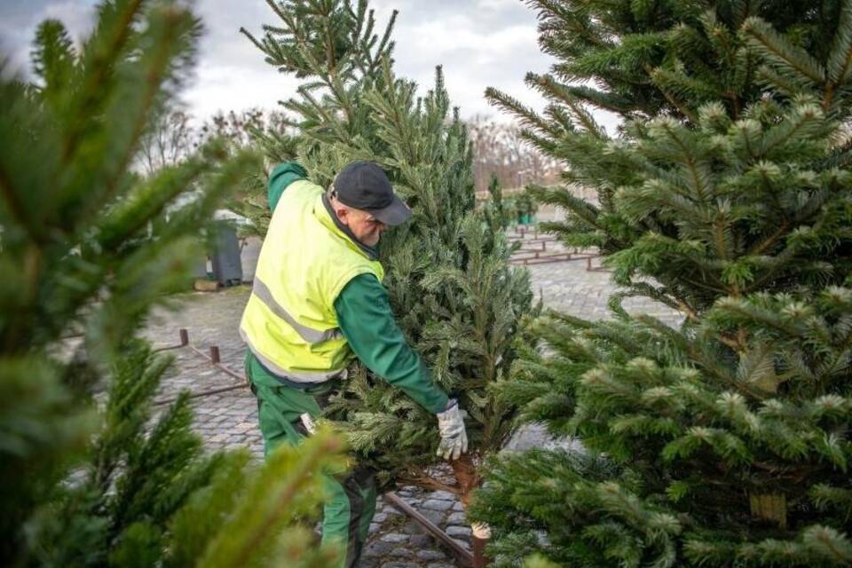Weihnachtsbaumverkauf Weihnachtsbaumverkauf