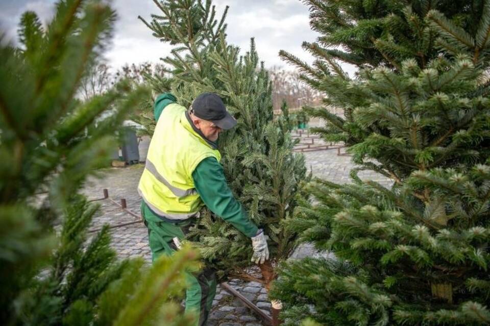 Weihnachtsbaumverkauf