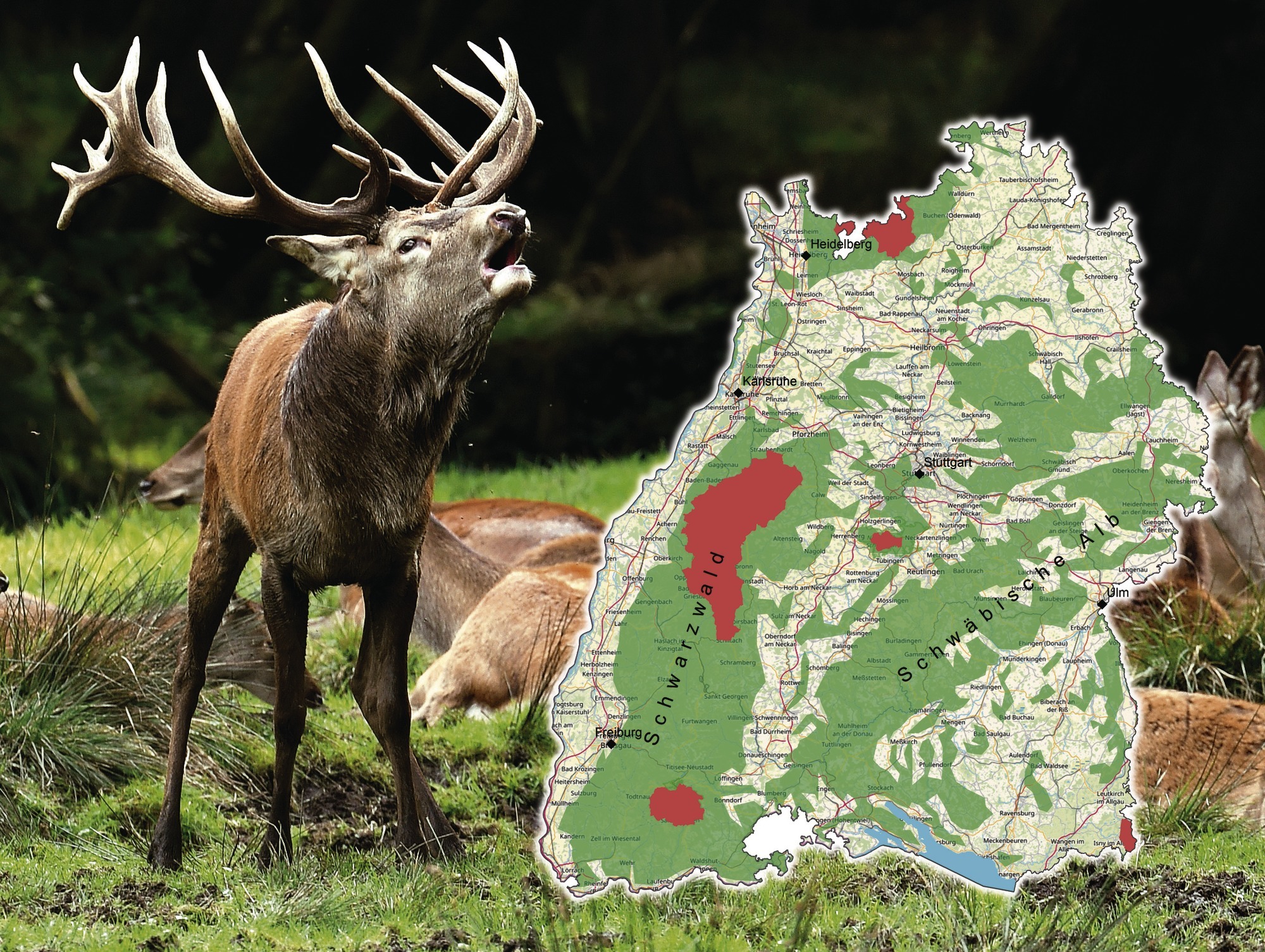 Baden Wurttemberg Rotwild In Platznot Im Wald Sudwest Rnz