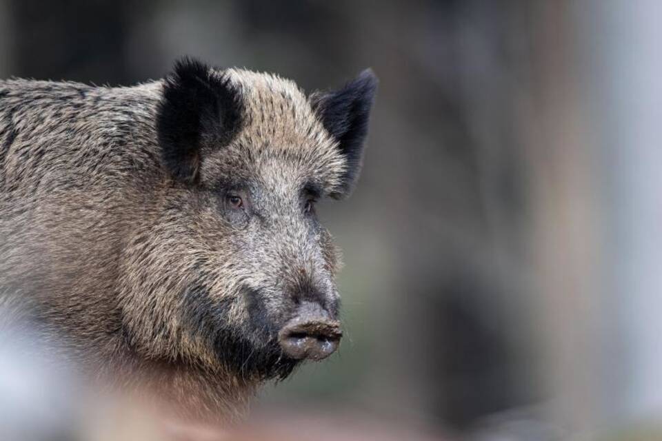 Wildschwein