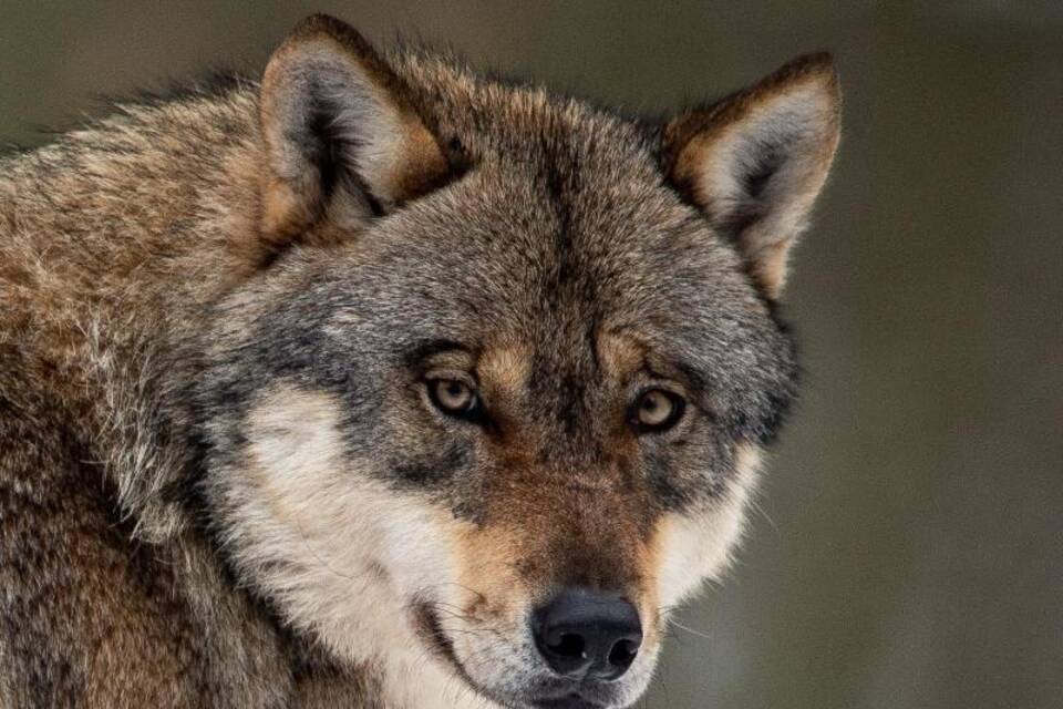 Waldkindergarten aus Sorge vor Wolf geräumt Waldkindergarten aus Sorge vor Wolf geräumt
