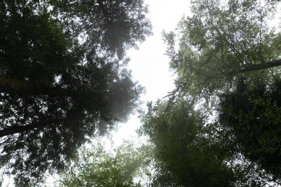 Schwarzwald Schwarzwald