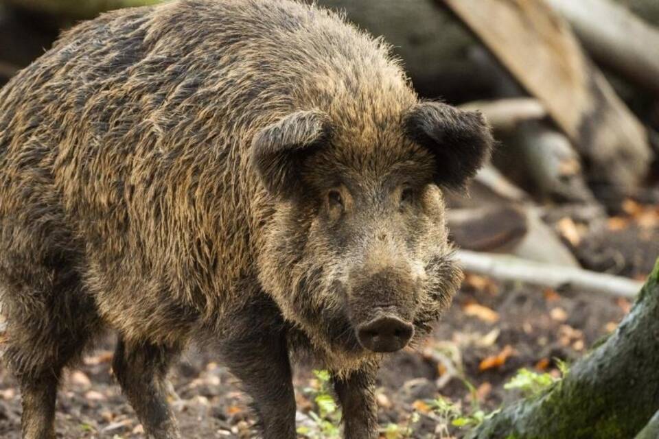 Mehr als 1800 Tonnen Wildfleisch stammen aus NRW-Revieren Mehr als 1800 Tonnen Wildfleisch stammen aus NRW-Revieren