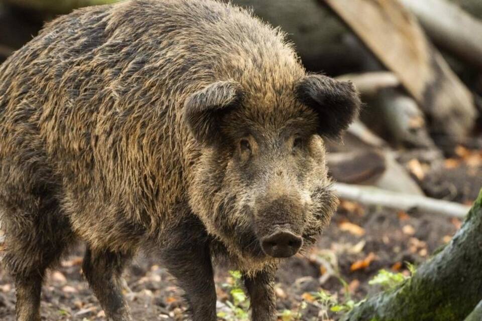 Mehr als 1800 Tonnen Wildfleisch stammen aus NRW-Revieren