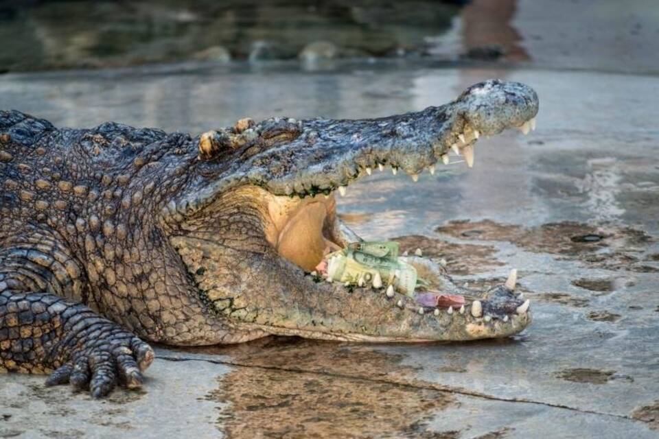 Krokodil Krokodil