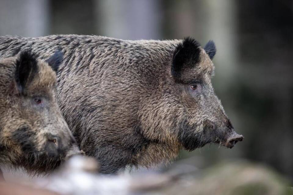 Wildschweine Wildschweine