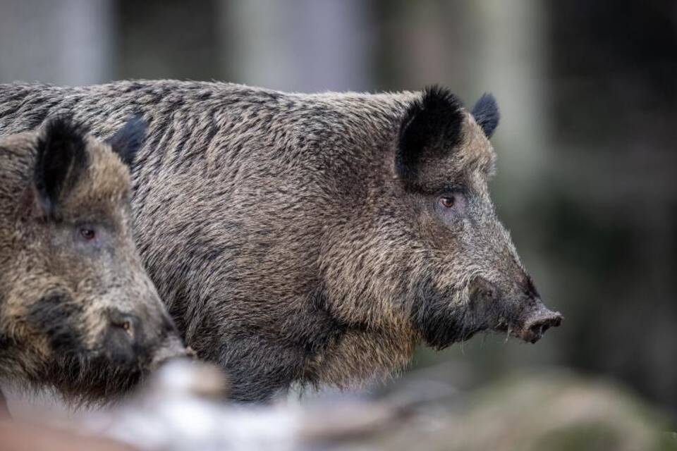 Wildschweine