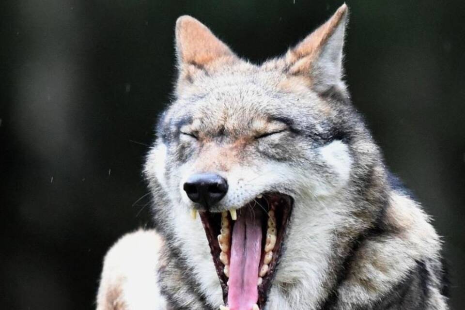 Wolf Wolf