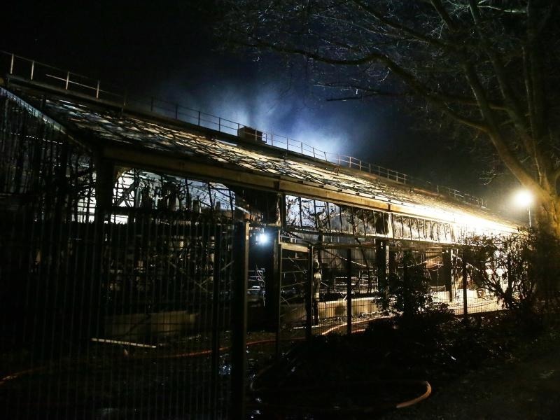 Unfassbare Tragodie Affen Sterben Bei Zoo Katastrophe In Krefeld Aus Aller Welt Rnz