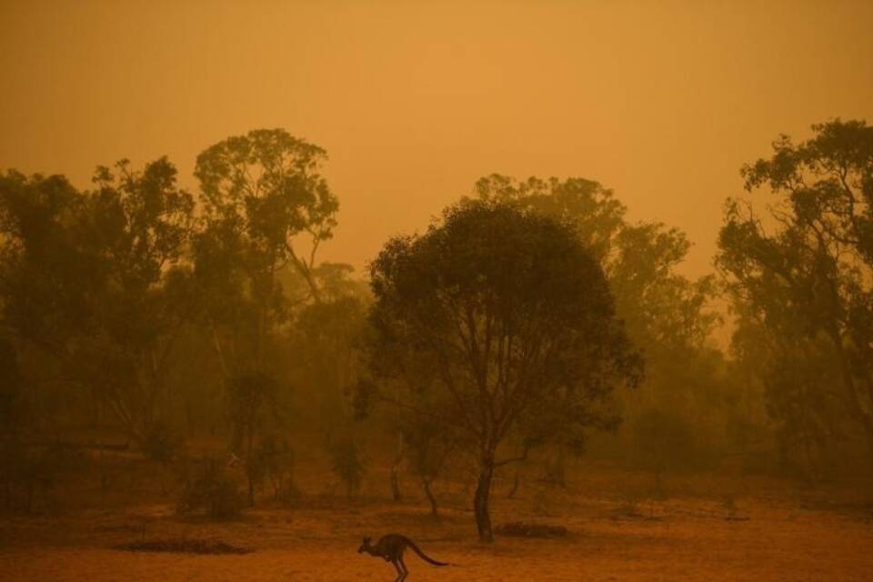 Buschbrände in Australien