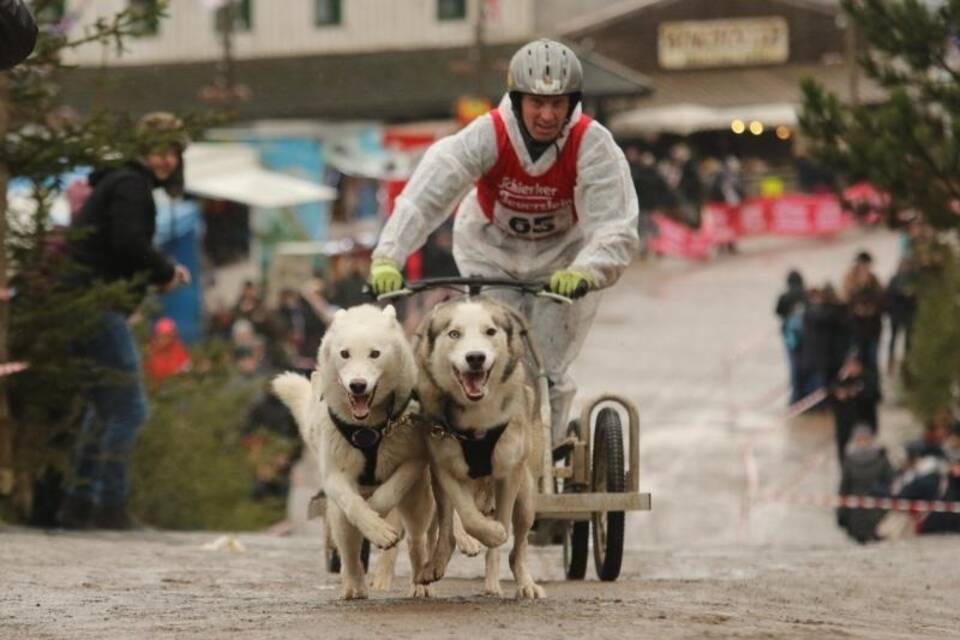 Schlittenhunderennen im Harz