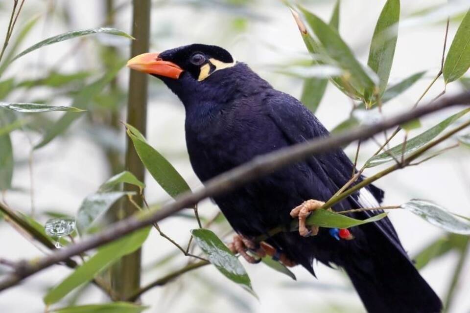 Beo im Vogelpark Marlow Beo im Vogelpark Marlow
