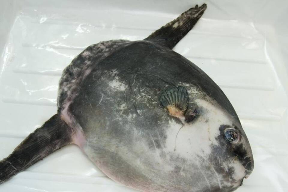 Mondfisch Mondfisch