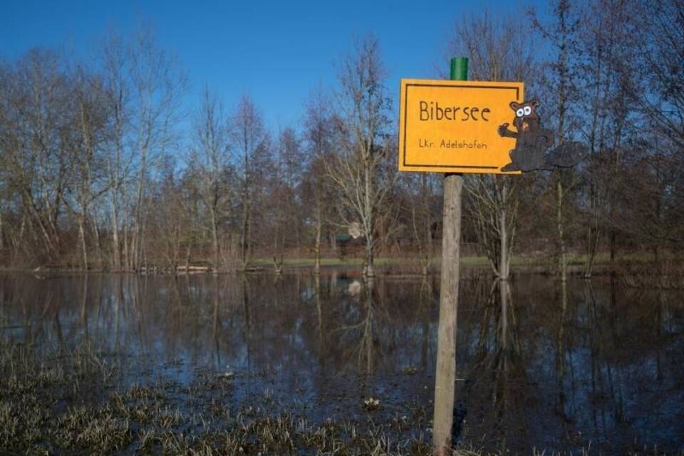 Biber stauen Bach zu kleinem See