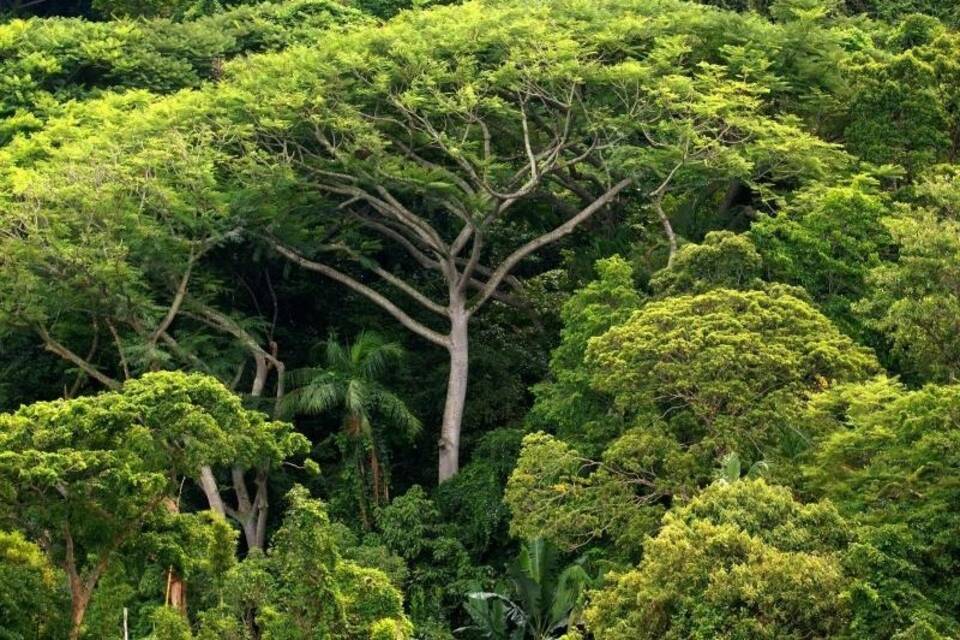 Regenwald Regenwald