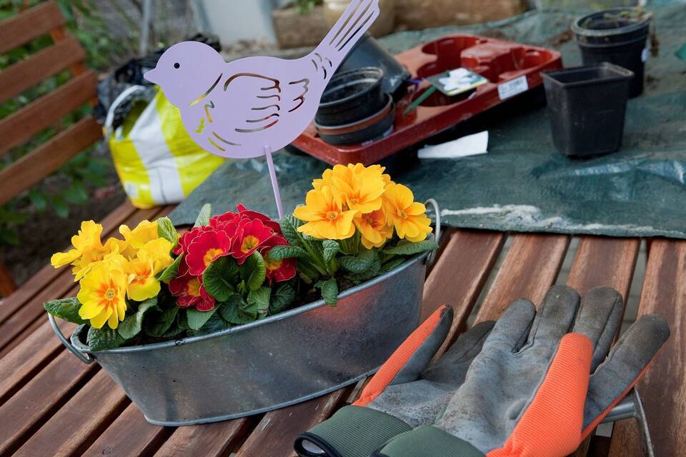 Idee für Bepflanzung Frühblüher in Zinkgefäße setzen