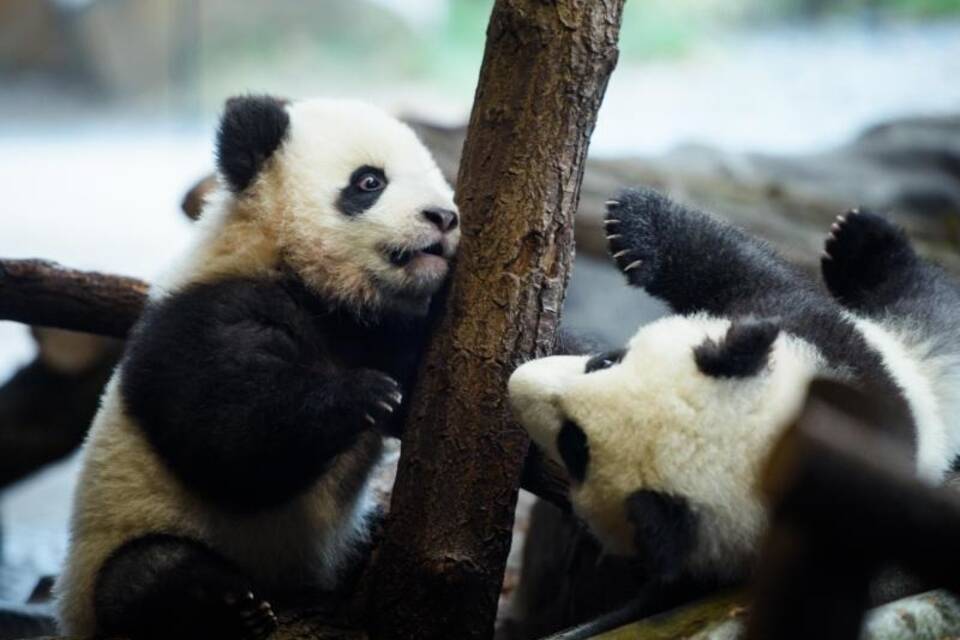 Panda-Zwillinge Panda-Zwillinge