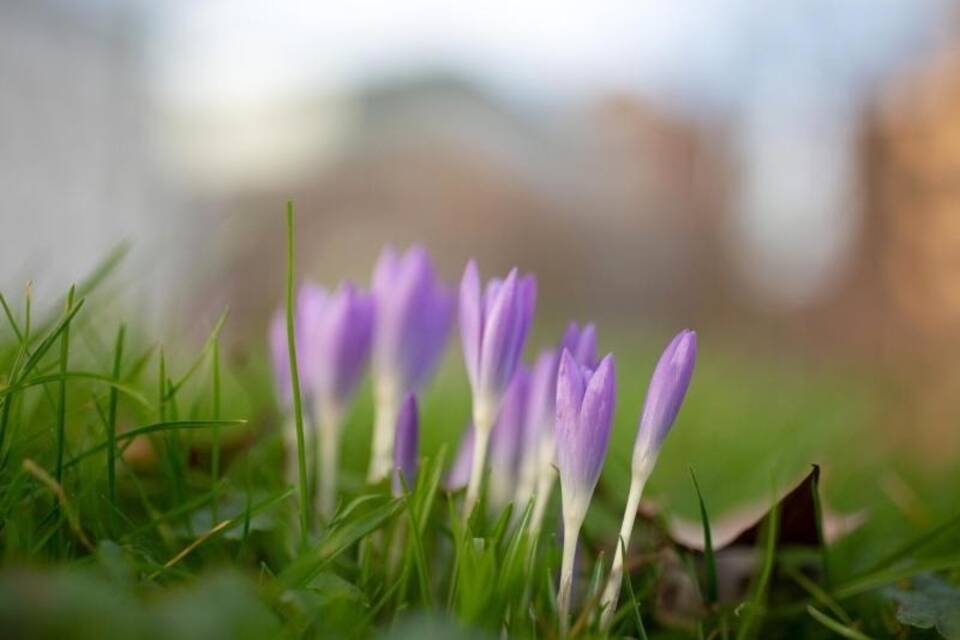 Krokusse im Januar