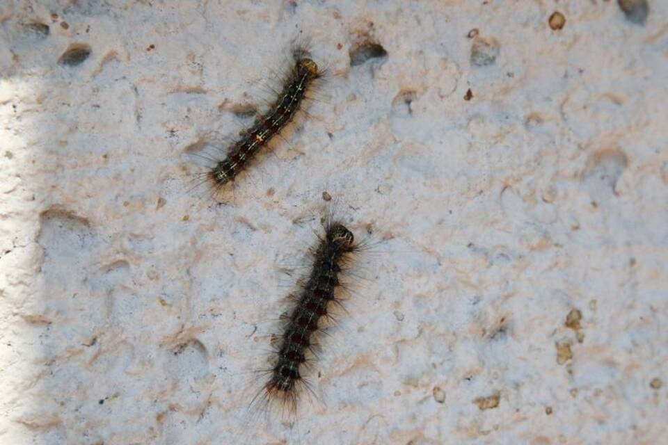 Schwammspinner-Rauben Schwammspinner-Rauben