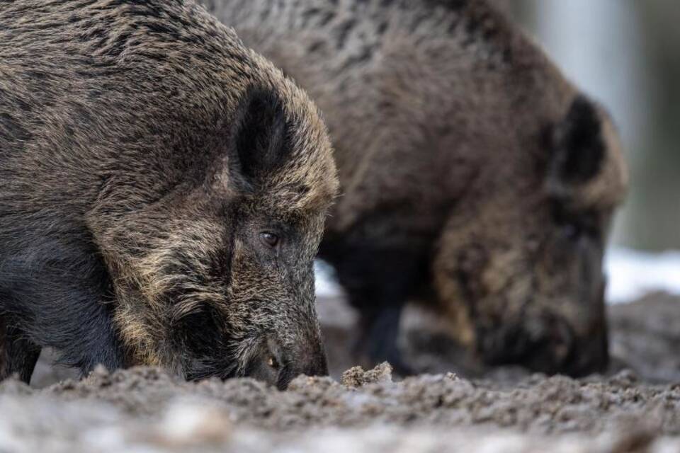 Wildschweine Wildschweine