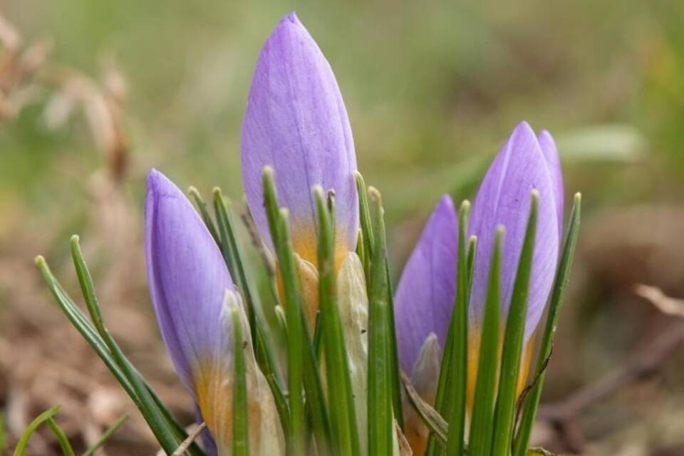 Krokusse Krokusse