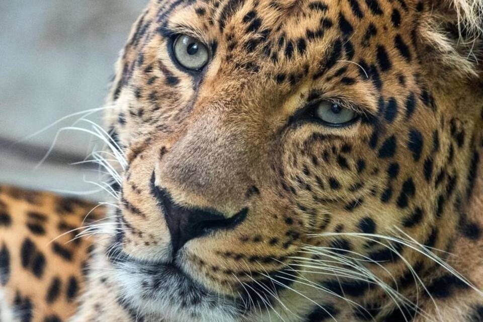 Leopard