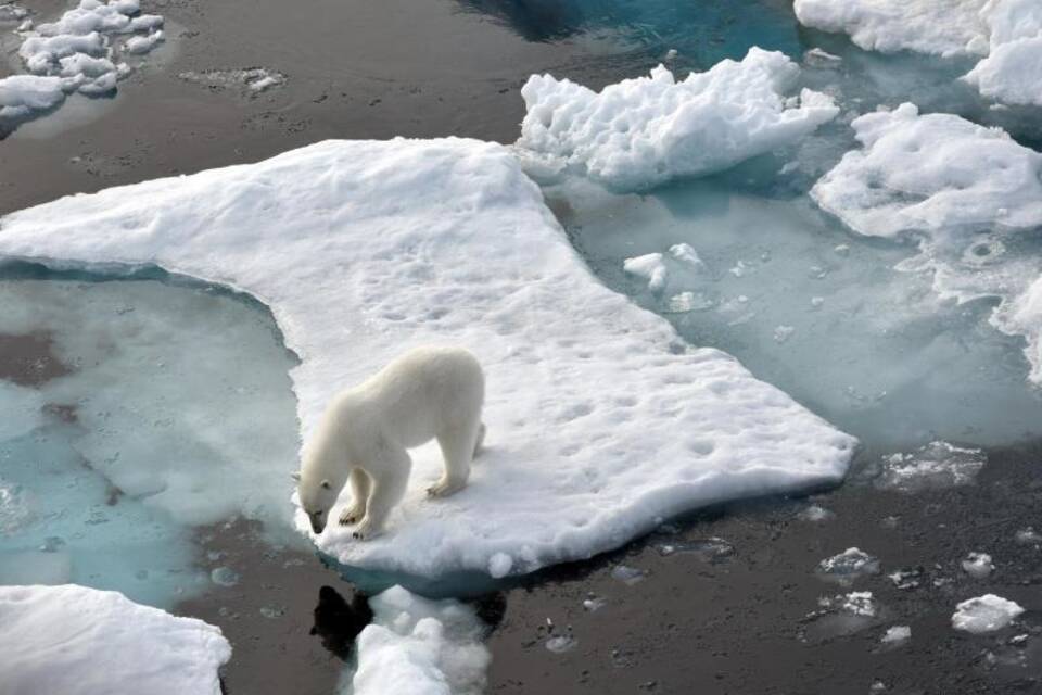 Eisbär im Nordpolarmeer