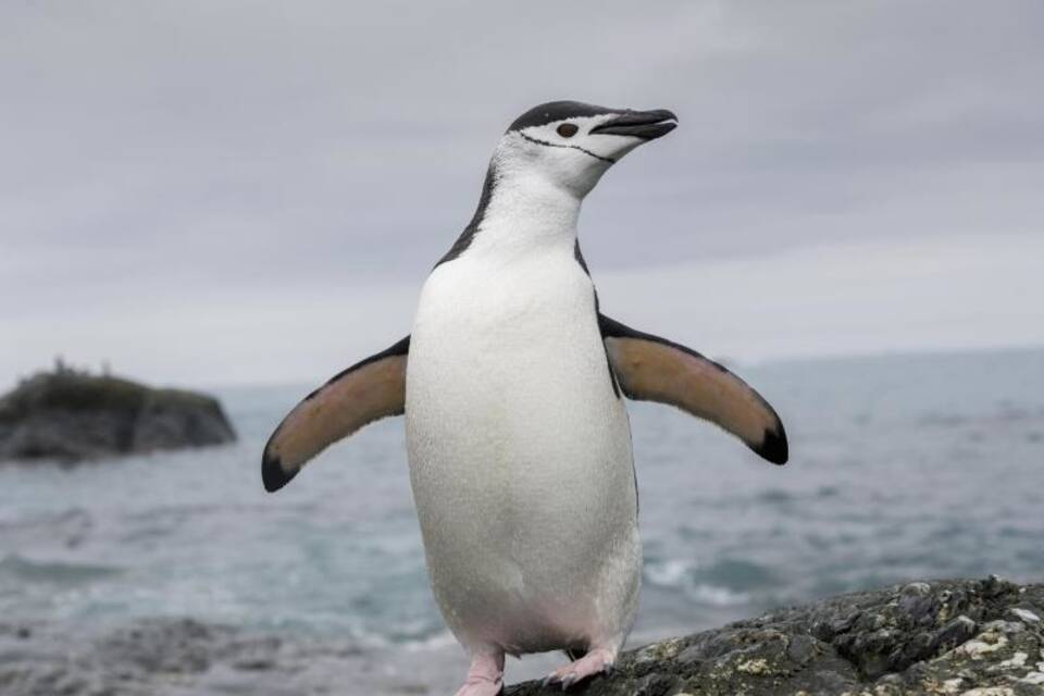 Zügelpinguin